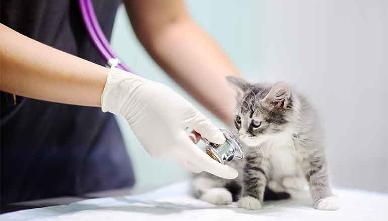 Test di Veterinaria 2022: la data e le domande della prova