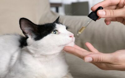 Come diventare esperto in fitoterapia veterinaria
